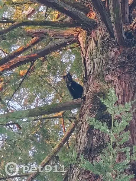 Chat noir/écaille avec collier coincé arbre - photo