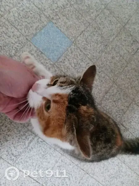 Chaton multicolore trouvé à Aspres-sur-Buëch - photo