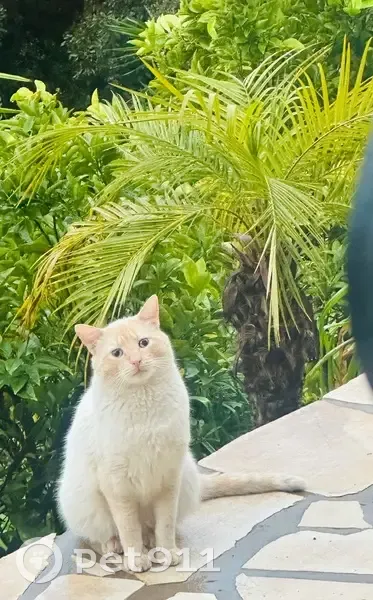 Chat trouvé à Vallauris, Chemin Lintier - photo