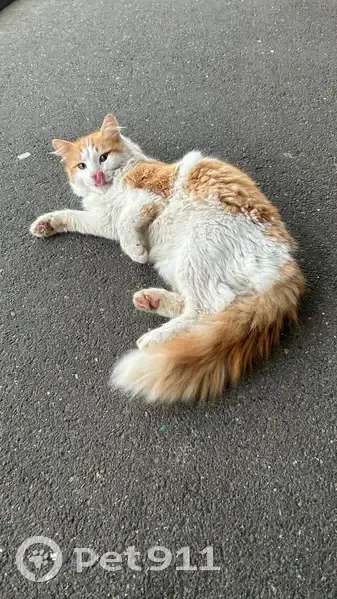 Chat blanc et roux trouvé à Aulnay-sous-Bois - photo