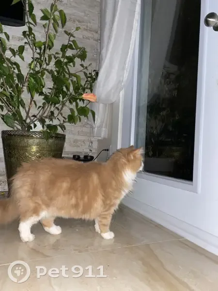 Chat roux pâle perdu à Laval - photo