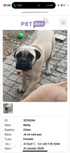 Chien crème disparu à Golfe-Juan - photo