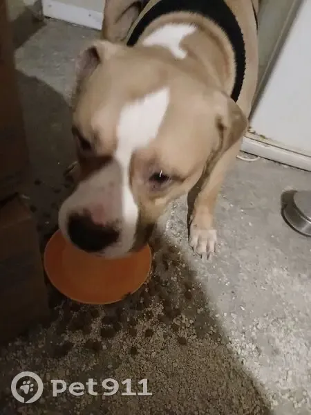 Chien mâle bully trouvé à Douai - photo