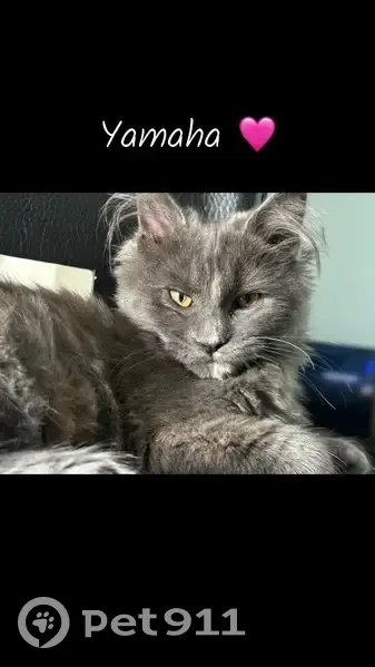 Chat Maine Coon 1 an disparu à Bohain - photo