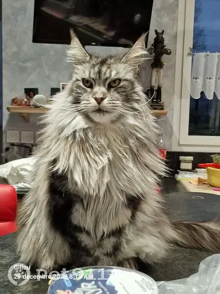 Chatte Maine Coone disparue à Vitrimont - photo