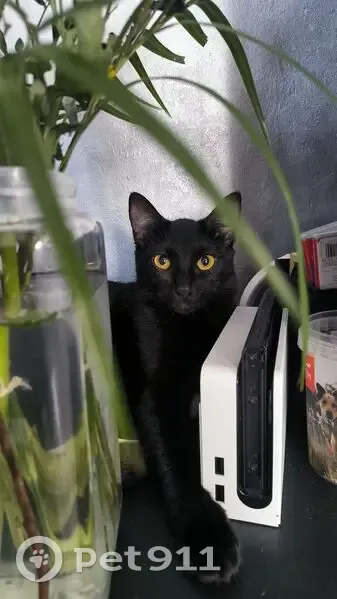Chatte trouvée à Nîmes, non identifiée - photo