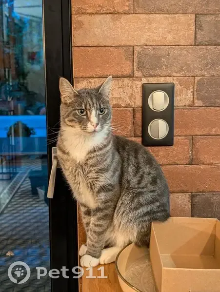 Chat gris perdu, pattes blanches, Bellerive - photo