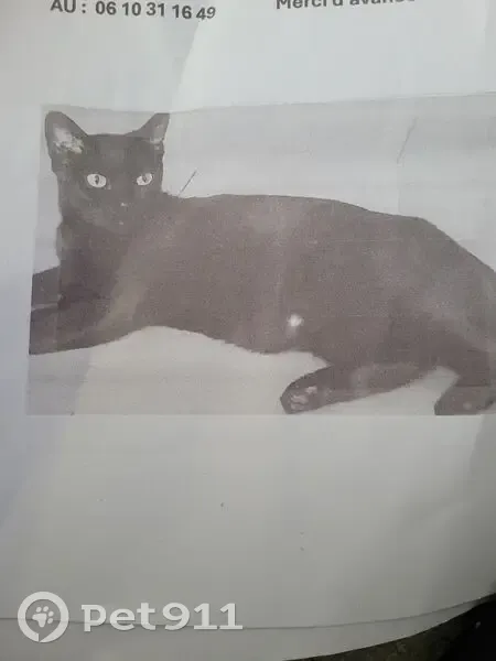 Chatte noire 2 ans disparue à Lyon - photo