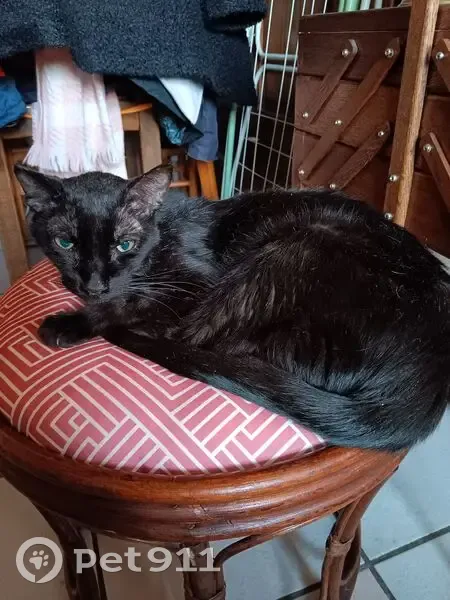 Chat noir mâle trouvé à Port Barcarès - photo