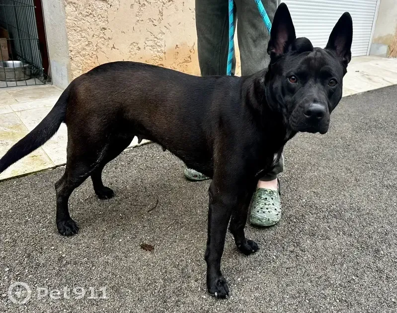 Chienne noire trouvée à Peynier - photo