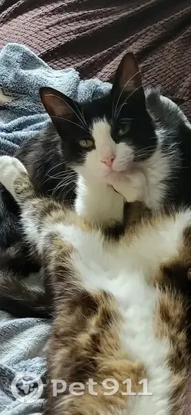 Chat européen noir et blanc perdu à Limendous - photo