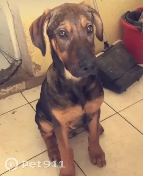 Dobermann mâle perdu à Beaucaire - photo