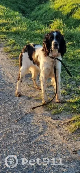 Setter noir et blanc trouvé à Restigné - photo