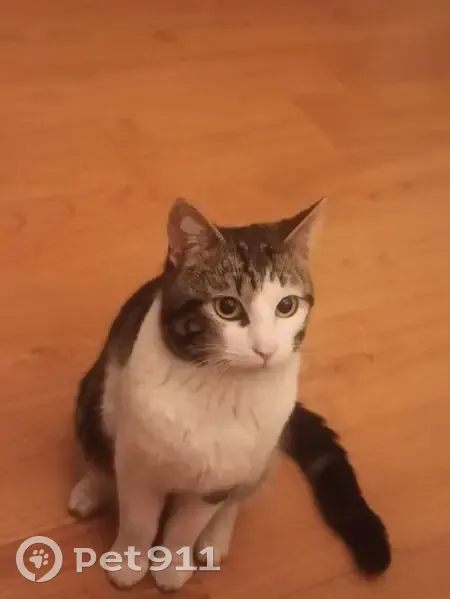 Chat trouvé, soigné et en sécurité à Toulon - photo