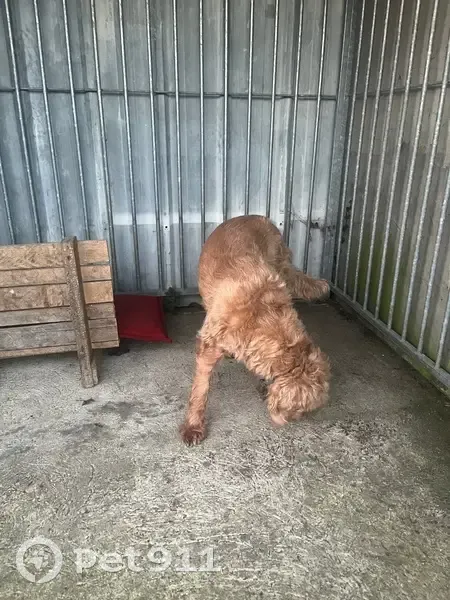 Chien trouvé Rue Arsène Delavigne, Clécy - photo