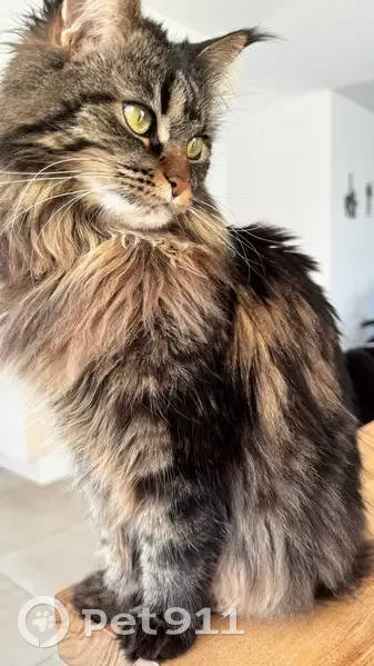 Maine Coon tigrée perdue à Arcey - photo