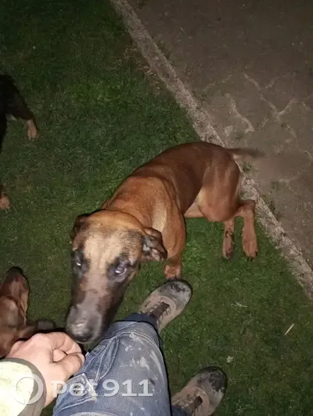 Chienne perdue à Louze - Contactez-moi ! - photo