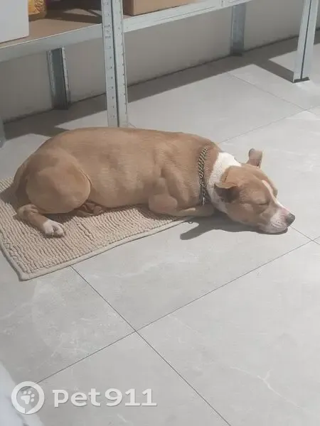 Chienne blessée trouvée à Longuyon - photo