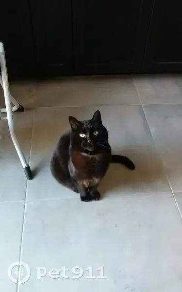 Chat noir 10 ans disparu à Maisons-Alfort - photo