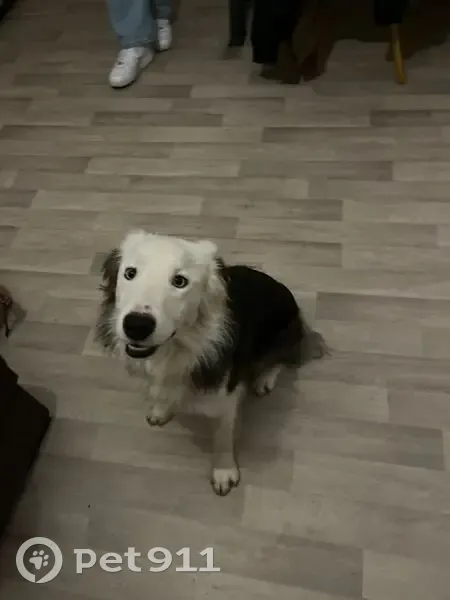 Chien noir et blanc trouvé à Cherbourg - photo