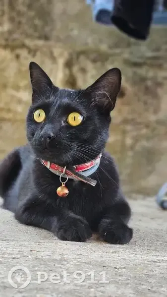 Chatte européenne noire disparue à Dax - photo