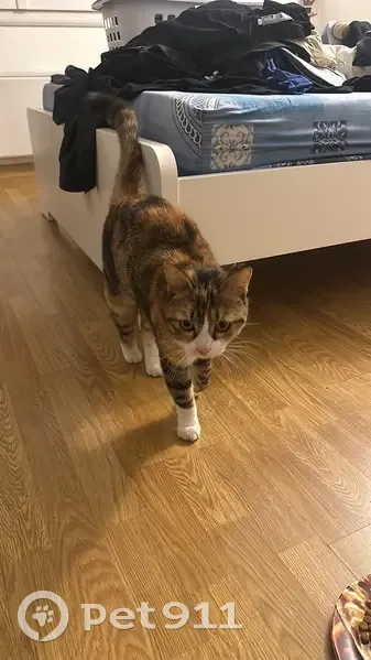 Chatte tricolore trouvée avec AirTag à Riom - photo