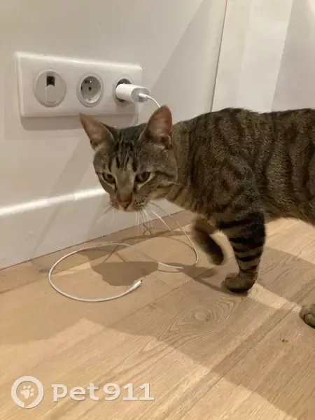 Chat tigre câlin trouvé à Paris - photo