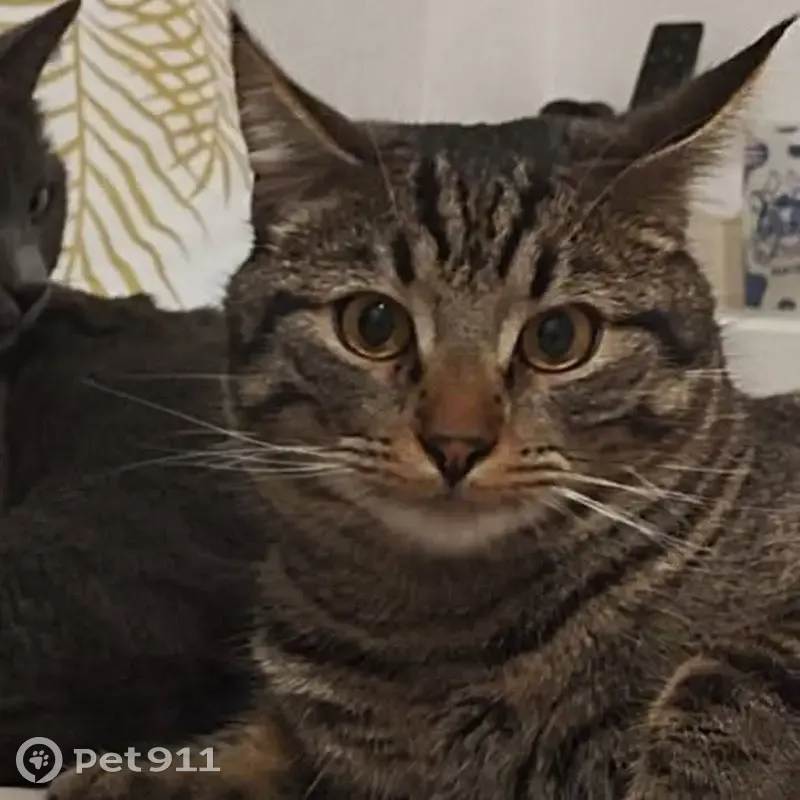Chat Simba perdu à Marignier, aidez-nous ! - photo