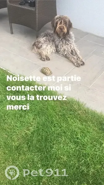 Chienne Griffon Kortal perdue à Chemillé - photo