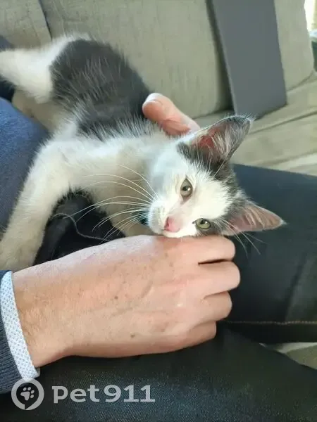 Chaton blanc/gris trouvé à Drancy - photo