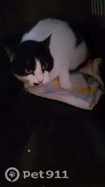 Chat perdu : jeune mâle blanc/noir à Valence - photo