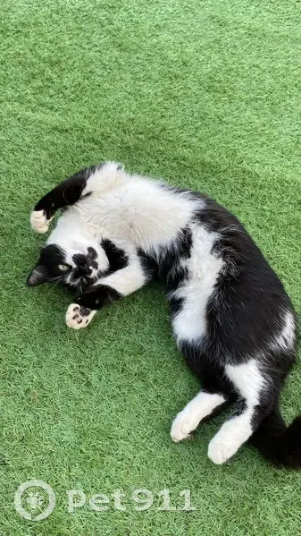 Karl, chat disparu à Chozeau - photo