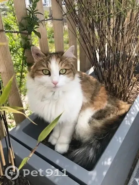 Chat disparu à Caen : Lily recherchée - photo