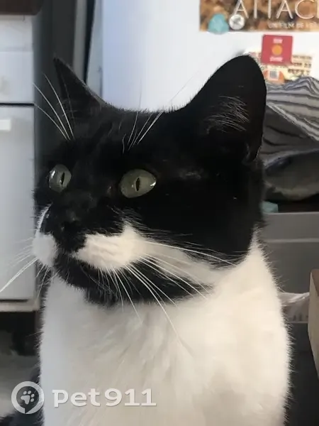 Chat disparu à Neaufles-Saint-Martin - photo