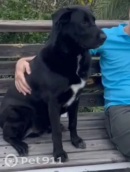 Chien perdu aux Avirons : gros labrador noir - photo