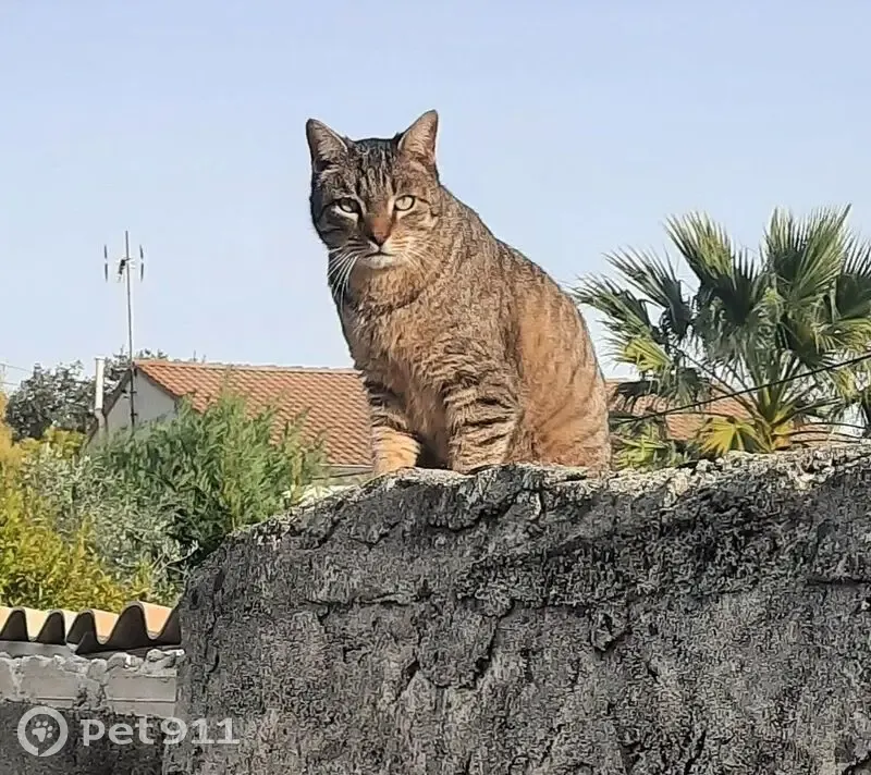 Chat européen disparu à Saint-Marcel - photo