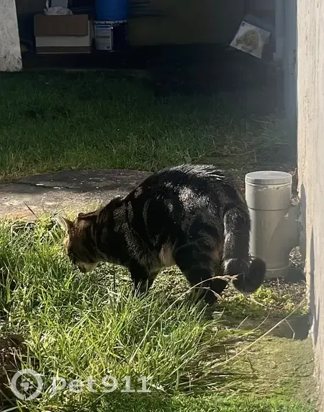 Chat tigré/noir disparu à Oneux - photo