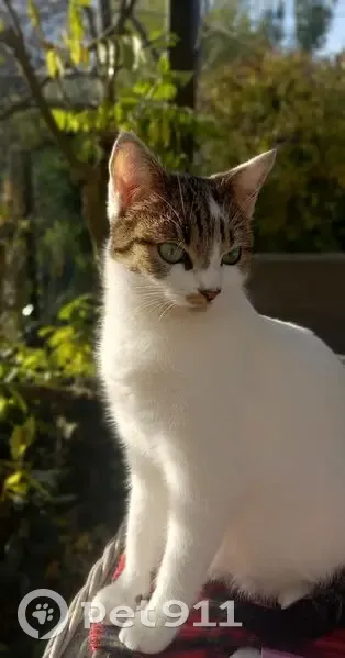 Chat Zouzou perdu à Limoges - photo