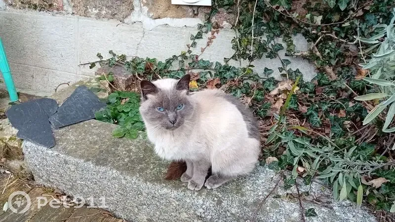 Jeune chatte type siamois trouvée en Bretagne - photo