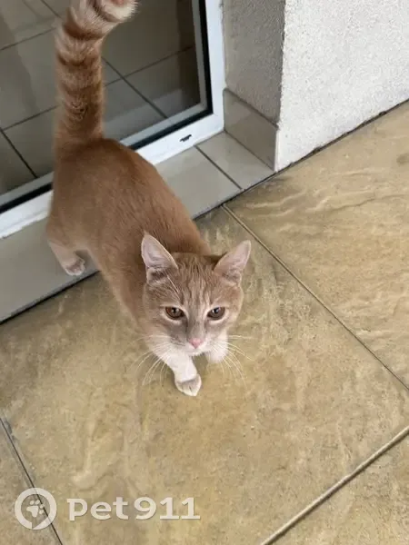Chat marron clair trouvé à Ambilly - photo