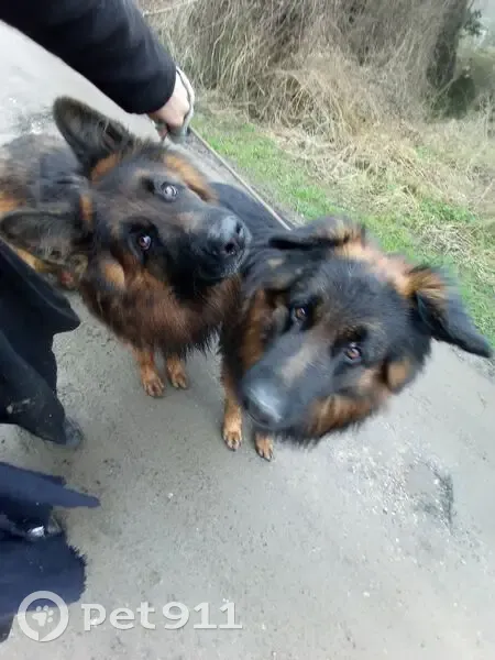 Deux bergers allemands trouvés à Villeneuve - photo