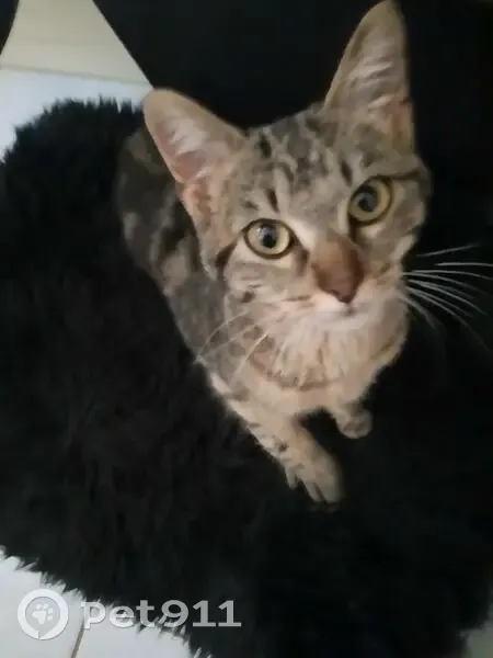 Chatte tigrée trouvée à Villeneuve-sur-Allier - photo