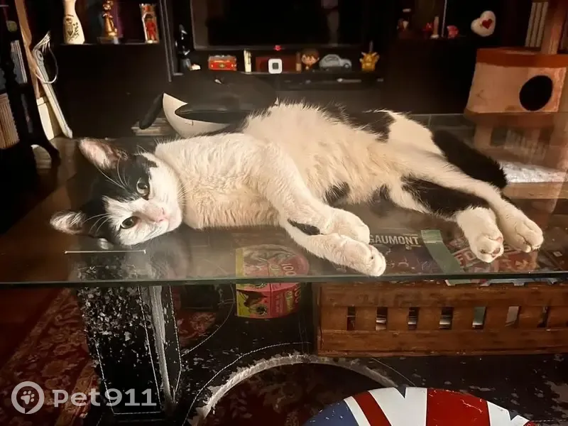 Chat noir et blanc perdu à Saint-Fons - photo