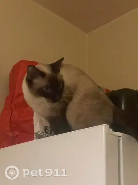 Chatte siamoise trouvée à Bièvres - photo