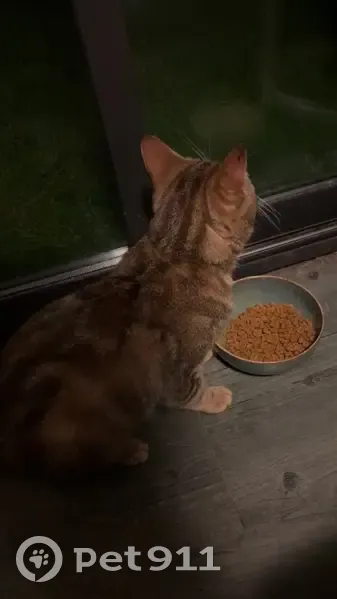 Chat tigré mâle trouvé à Attiches - photo