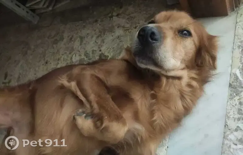 Chienne Masha aperçue à Épinay-sur-Seine - photo