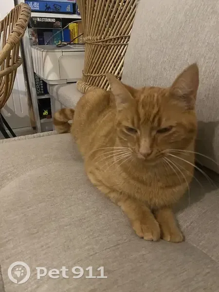 Bobette, chat rousse perdu à Tours - photo