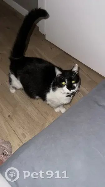 Chat perdu : Blue, noir et blanc, Évry - photo