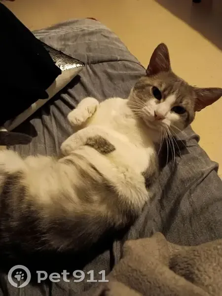 Chat mâle blanc et gris perdu à Dinan - photo