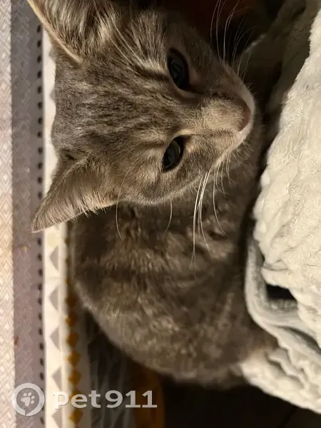 Chatte câline 5 mois trouvée à Sens-sur-Seille - photo